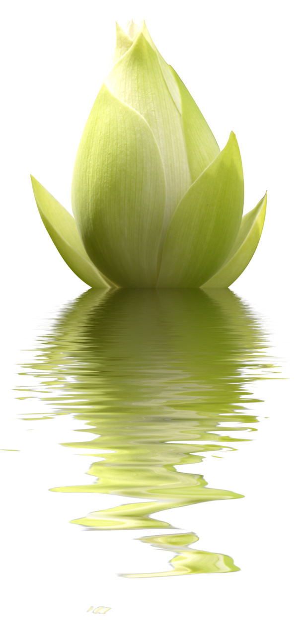 高清水中荷花PNG素材，透明漂浮花瓣设计元素，免费下载