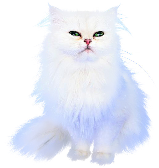 可爱猫咪PNG透明图片，高清动植物元素PSD设计素材免费下载