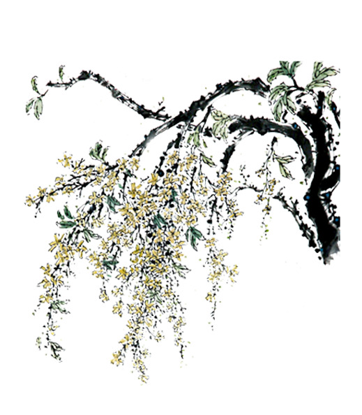 桂花PNG透明图，高清植物装饰元素，设计素材免费下载