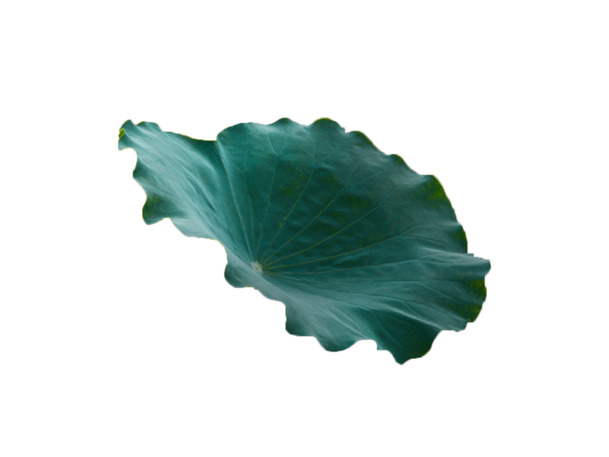 绿色荷叶装饰PNG素材，高清透明动植物元素，动物图片设计免费下载
