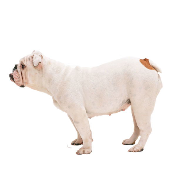 斗牛犬高清PNG透明图集，家养宠物与动植物元素设计素材下载