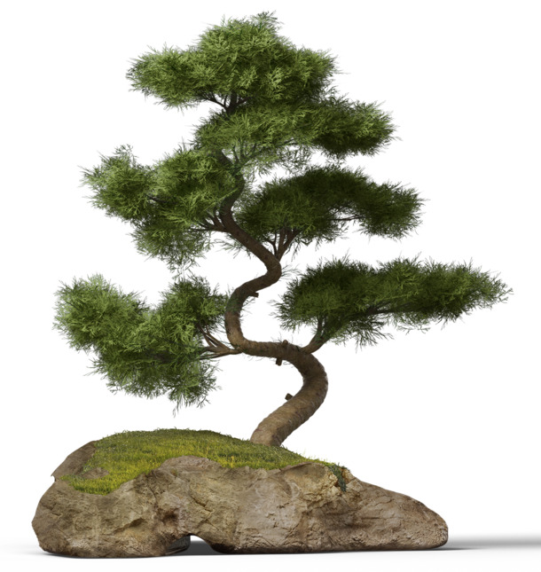 石头松树盆栽PNG透明图，高清摄影风景PSD素材下载