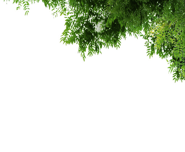 双十一绿色植物高清PNG透明漂浮元素，叶子图片设计素材下载