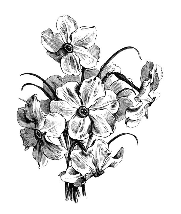 手绘黑白线条花卉PNG素材，高清透明免抠图标，设计元素免费下载