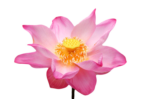 红色纯洁水芙蓉PNG透明图，高清黄色莲蓬与漂浮花瓣设计素材下载