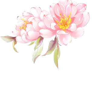 手绘白花PNG高清素材，透明花瓣漂浮元素，免费下载设计资源