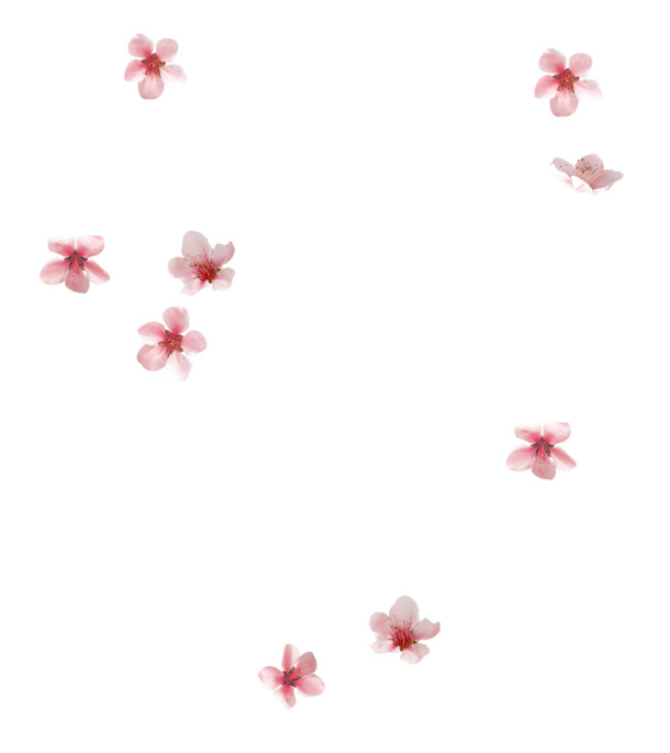 唯美樱花飘落PNG素材，高清透明花瓣漂浮元素，设计必备下载