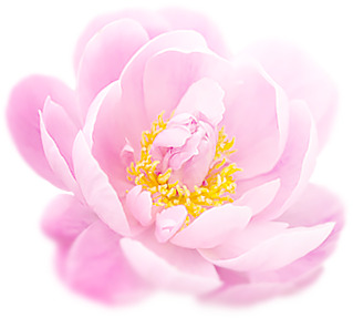 高清PNG透明康乃馨花瓣图片素材，漂浮元素设计下载