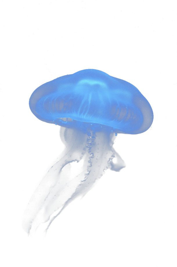 梦幻水母PNG素材，高清透明图片，真实海底生物，动物装饰元素下载