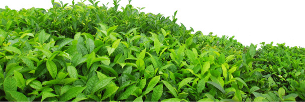 茶叶PNG透明图，动植物元素PSD设计素材，高清下载