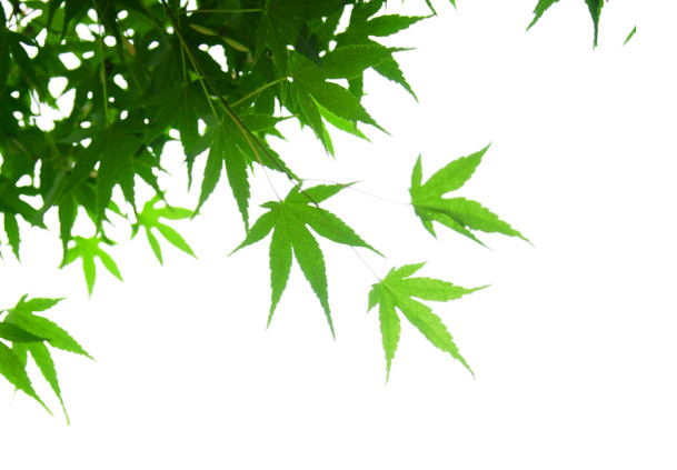 春日阳光绿叶高清PNG，透明植物图片素材，设计装饰元素免费下载