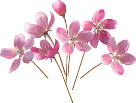 妇女节PNG花朵元素，高清透明图片设计素材，免费下载
