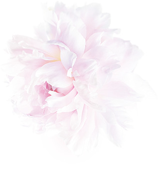 白芍花开，高清PNG透明图片，花瓣漂浮元素，设计素材免费下载