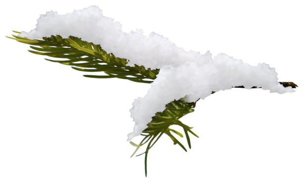 大雪松树枝高清PNG，透明免扣，动植物元素，植物图片素材下载