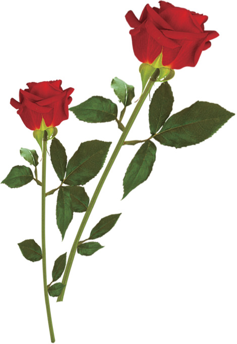 玫瑰花朵高清PNG透明图片，情人节节日元素，设计素材免费下载