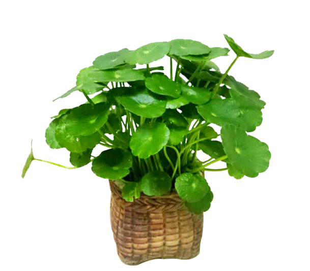 铜钱草高清PNG透明图片，免抠装饰元素，植物设计素材下载
