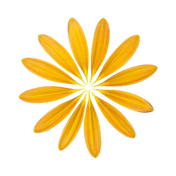 高清透明PNG黄色花瓣漂浮元素，设计素材免费下载
