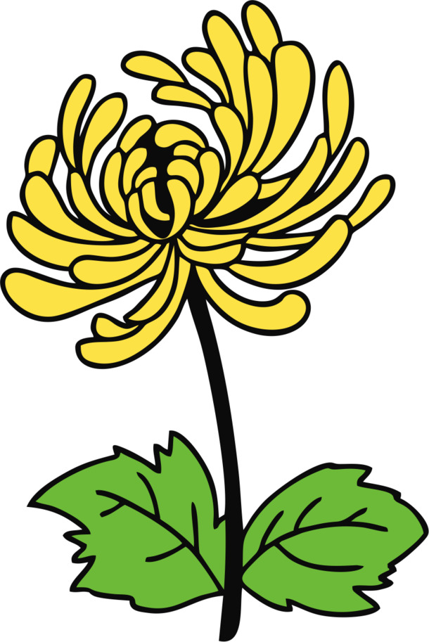 手绘彩色菊花PNG素材，高清透明，卡通风格，设计元素免费下载