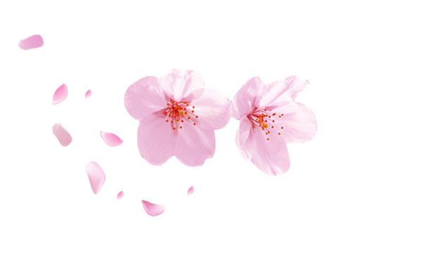 粉色桃花PNG透明图片，高清漂浮花瓣素材，免费下载