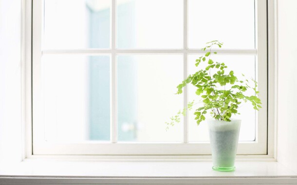 小清新植物窗框PNG透明背景，高清设计素材，创意banner海报下载