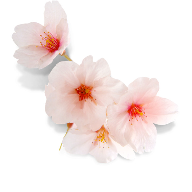 高清花朵装饰PNG图片，透明漂浮花瓣PSD设计素材下载