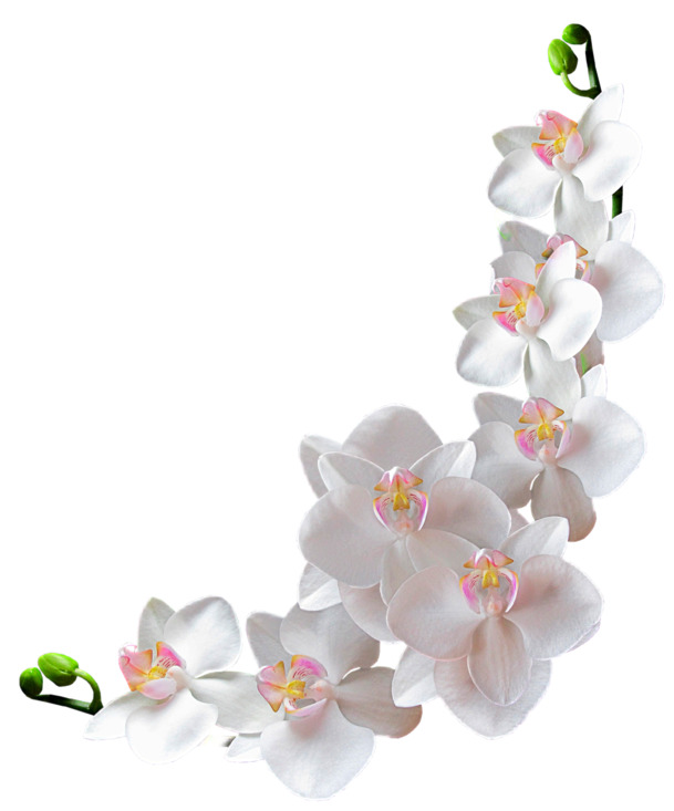 白花骨朵PNG素材，高清透明图片，含漂浮叶子元素，设计必备下载