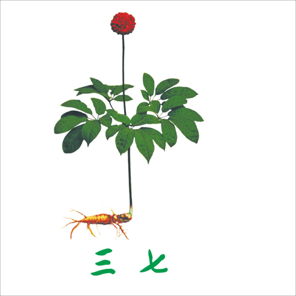 妇女节节日元素，三七PNG透明高清图片，设计素材下载