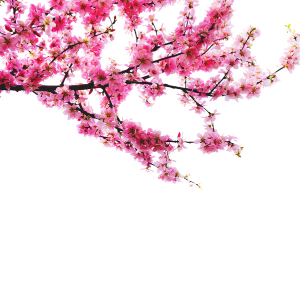 桃花PNG透明图，高清动植物元素，植物图片素材免费下载