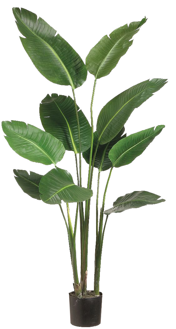 夏日沙滩植物海报，高清PNG透明树叶装饰元素，设计素材下载