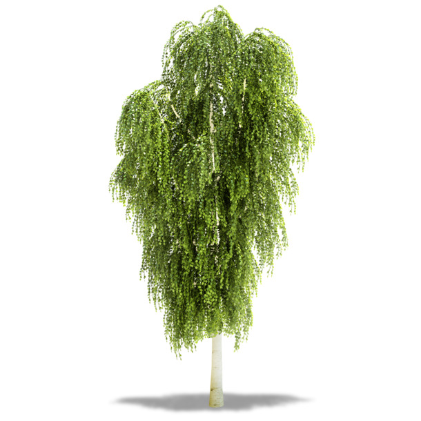 高清绿色垂柳PNG透明图片，动植物元素，设计素材免费下载
