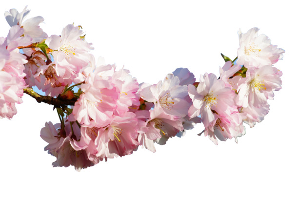 杏花树枝透明PNG素材，高清动植物元素，设计必备，免费下载