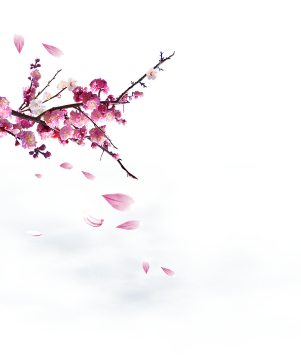 梅花PNG透明图片，高清花瓣漂浮元素，设计素材免费下载