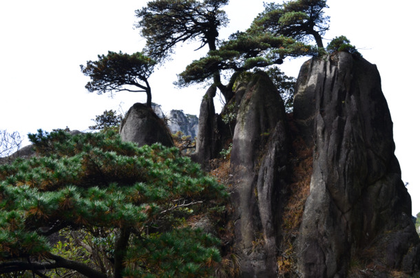 庐山松树高清PNG，苍劲自然，透明背景，摄影风景素材下载