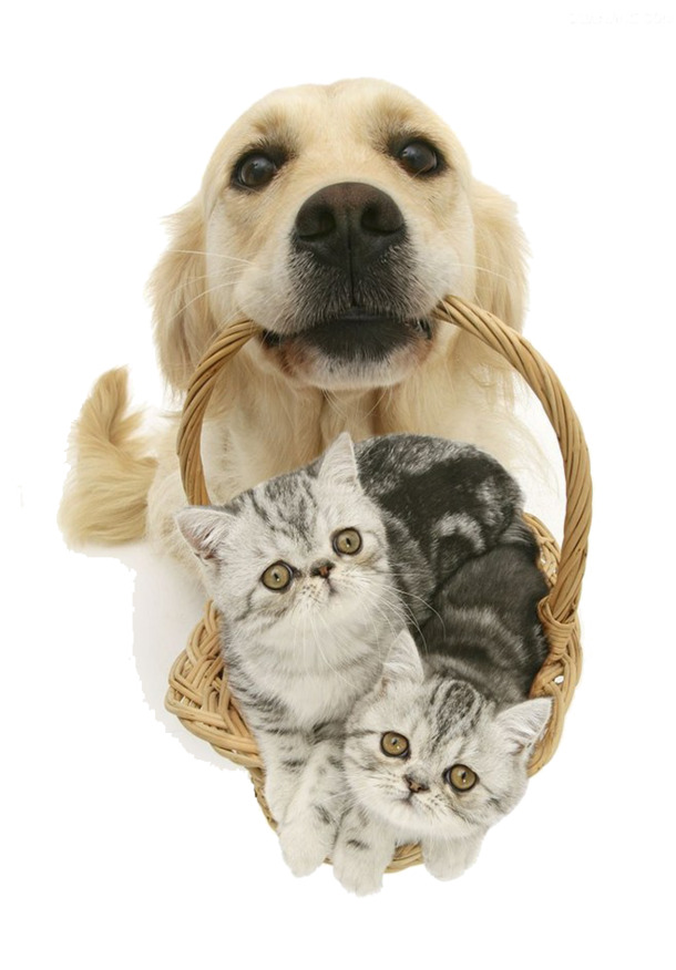 高清狗猫PNG透明图片，动物装饰元素与设计素材下载
