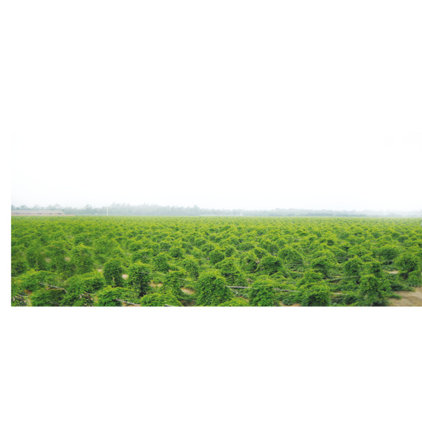 山药田高清PNG透明图，动植物元素植物素材，免费下载