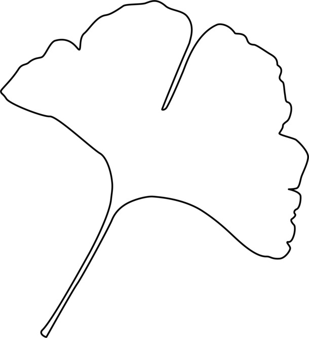 银杏叶线条PNG透明图，动植物元素高清设计素材下载