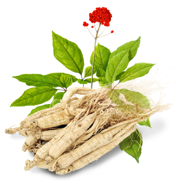中药人参PNG透明图，高清植物装饰元素，PSD设计素材下载