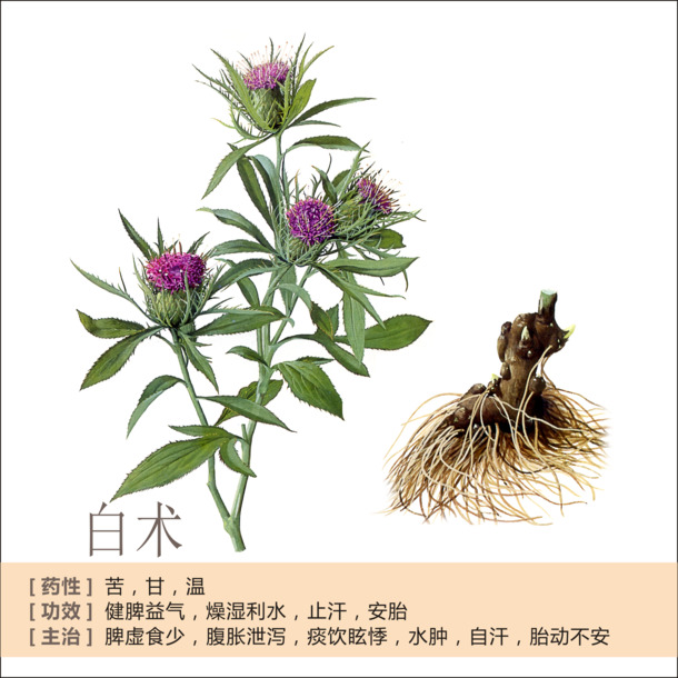 白术高清PNG透明图，植物装饰元素，设计素材免费下载