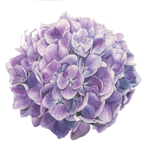 绣球花花卉组合PNG素材，高清透明图片，装饰元素设计下载