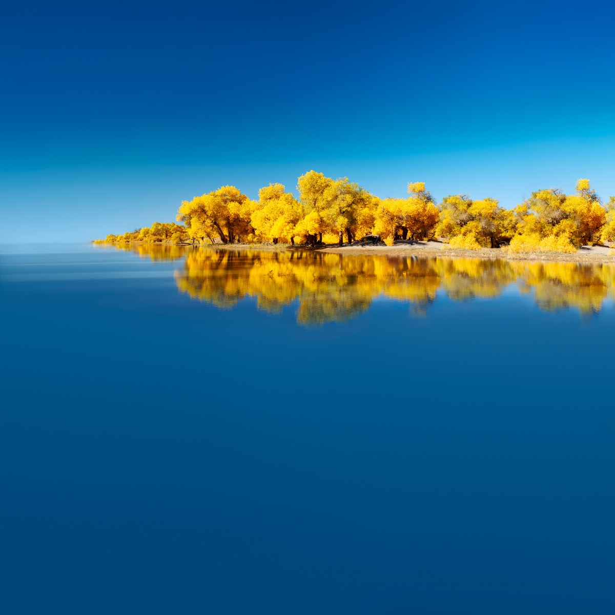 华为平板专属，秋意湖畔美景，金黄树影，高清壁纸2772x2772免费下载