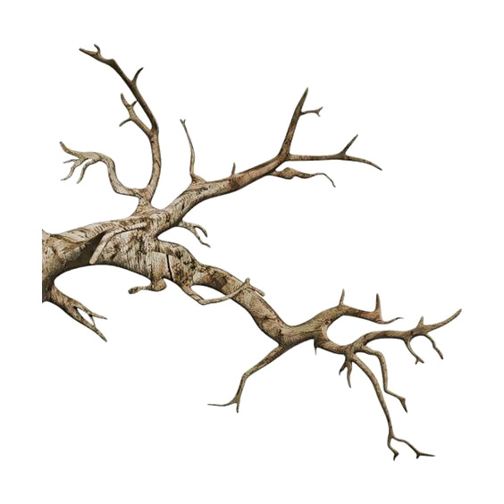 高清PNG树枝透明图，装饰植物素材免费下载