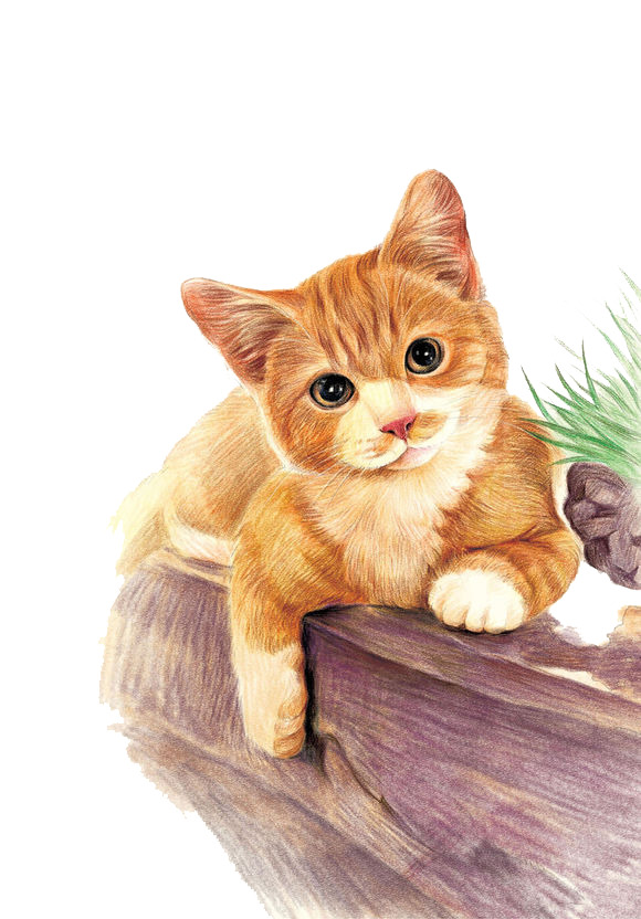 高清猫PNG透明图片，动植物元素动物PSD素材下载