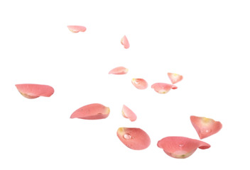 粉色玫瑰花瓣高清PNG透明图，漂浮元素设计素材，免费下载