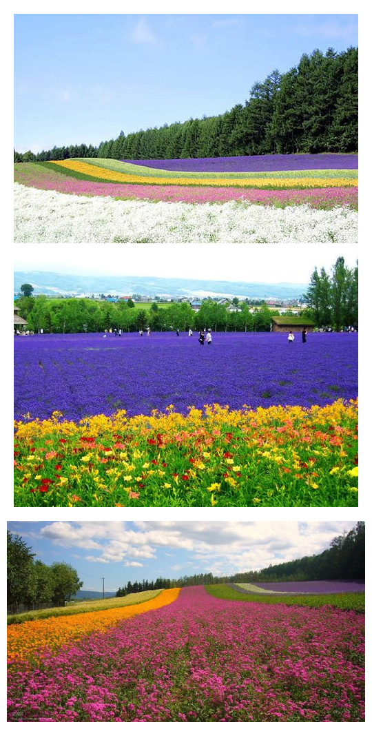 北海道夏日花海高清PNG透明背景素材，唯美H5设计元素下载