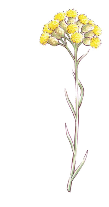 蜡菊与菊花高清PNG透明图片，精美花瓣漂浮元素，设计素材下载