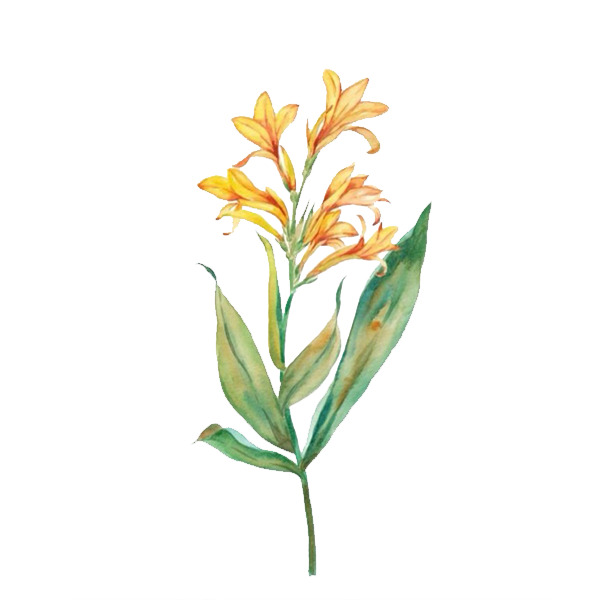 美人蕉插画PNG透明高清素材，花纹装饰元素，设计下载必备
