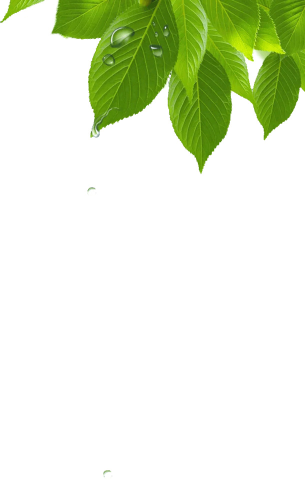 清晨露珠点缀树叶，高清PNG透明图，植物设计素材免费下载