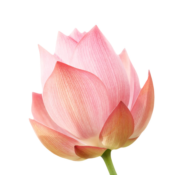 红色纯净水芙蓉PNG透明图片，高清白色纹理花瓣漂浮元素，设计素材下载