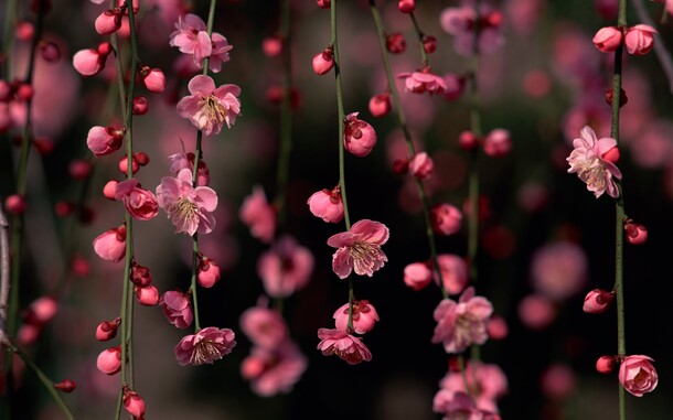 粉色花瓣背景图，高清PNG透明壁纸，摄影风景素材下载