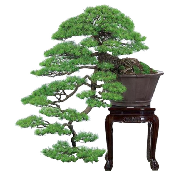 松柏盆栽造型PNG透明图，动植物元素植物设计素材高清下载